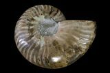 Cut & Polished Ammonite Fossil (Half) - Agate Replaced #146227-1